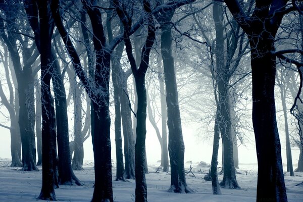 Da miedo estar en un bosque así en invierno