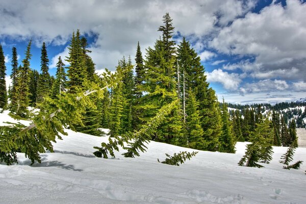 Fallen trees on the mountainside