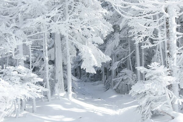 Schöner Wald in einer weißen Schneedecke