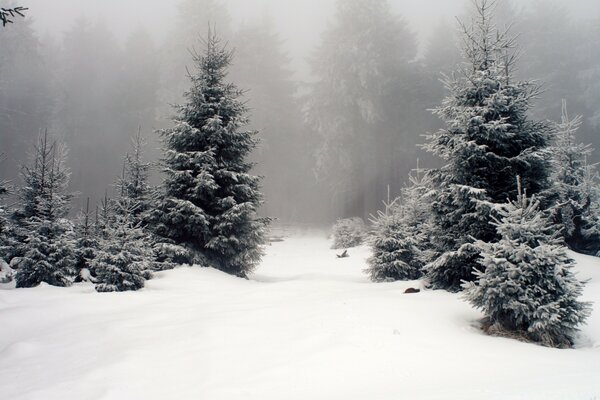 Foresta gelida invernale nebbiosa