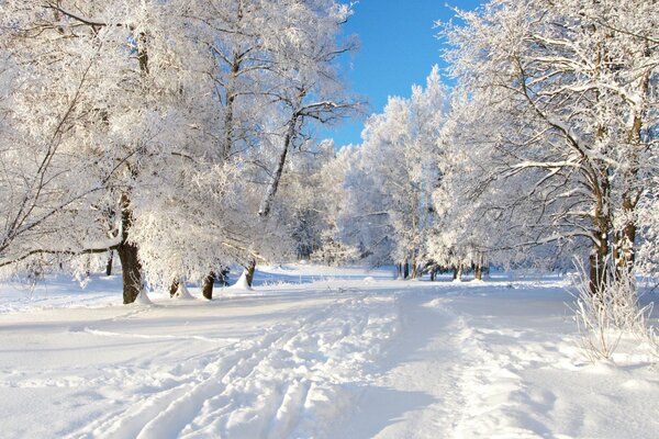 Camino a través del bosque cubierto de nieve