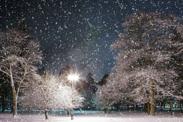 Neve cai à noite no parque