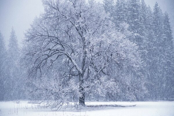 Schneereicher Winter umhüllte den Baum