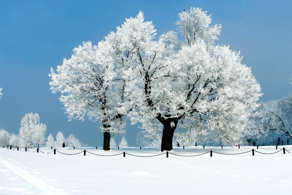 Corner of the winter big park