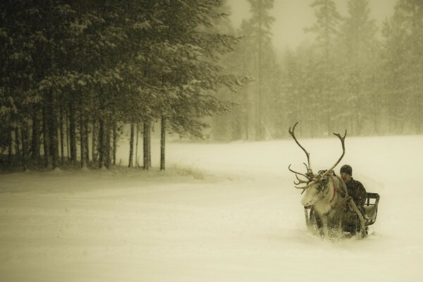 Harnais de cerf près de la forêt d hiver