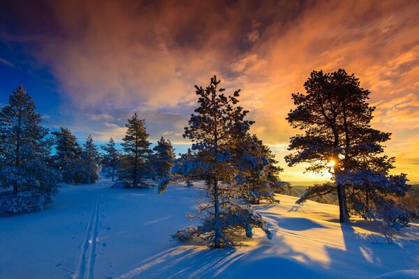 Paisaje del bosque de invierno