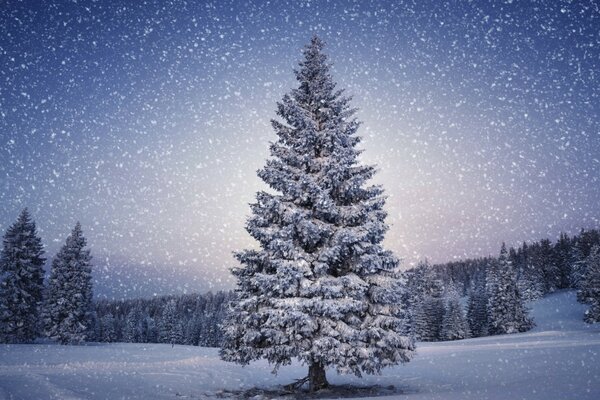 El árbol de nieve está parado en el frío