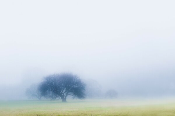 Arbre solitaire dans le brouillard sur la Prairie