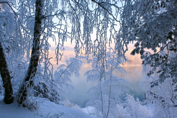 Ramas de árboles cubiertas de nieve