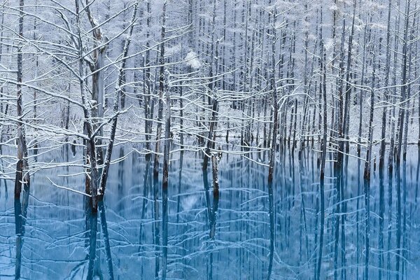 Winterbäume spiegeln sich im See wider