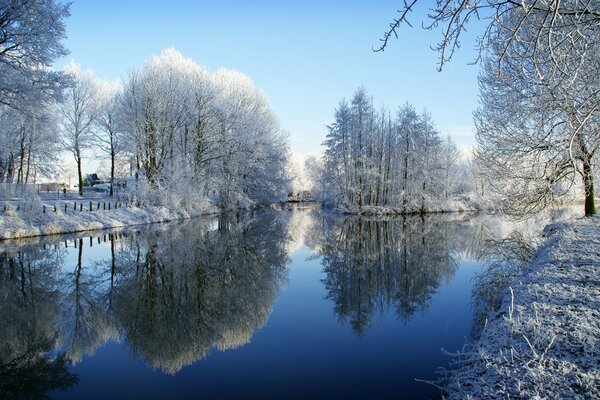 Paesaggio invernale freddo, alberi nella neve