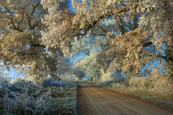 Estrada ao longo da natureza coberta de neve