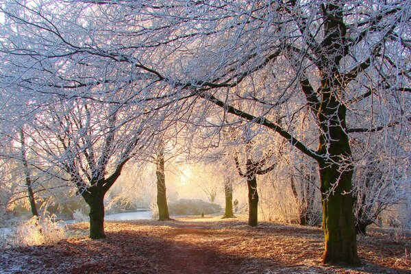 Hiver de cristal dans les rayons du soleil chaud