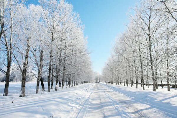 Arbres gelés le long de la route enneigée