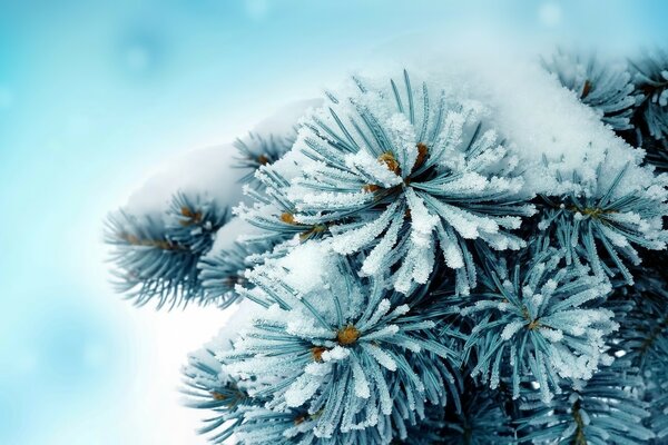 A branch of a fir tree in a snowdrift