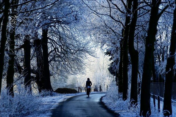 Nieve en invierno, árboles fríos