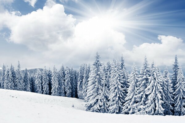 Hiver glacial calme dans la forêt