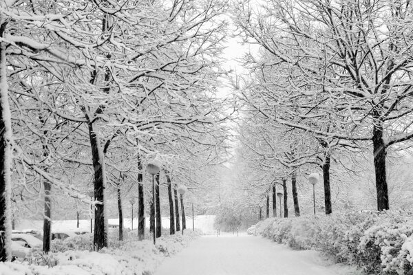 Snow-covered trees along the road