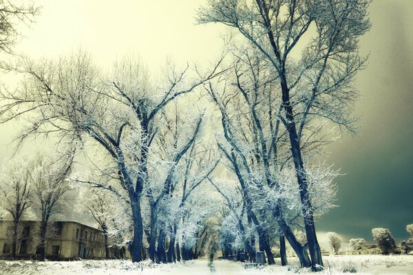 Árboles de nieve en una ciudad abandonada