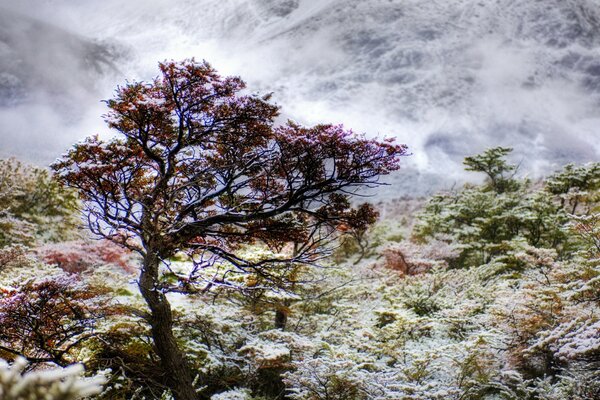 Herbe et arbres dans les montagnes