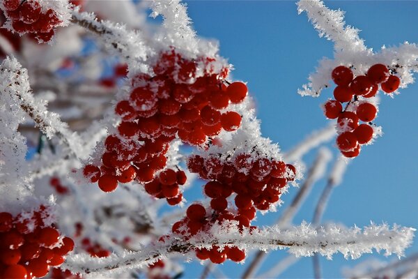 Rowan berries in winter in frost