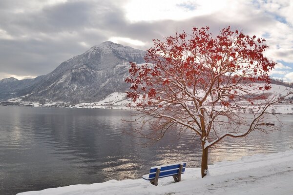 Mahogany tree by the lake and the mountain