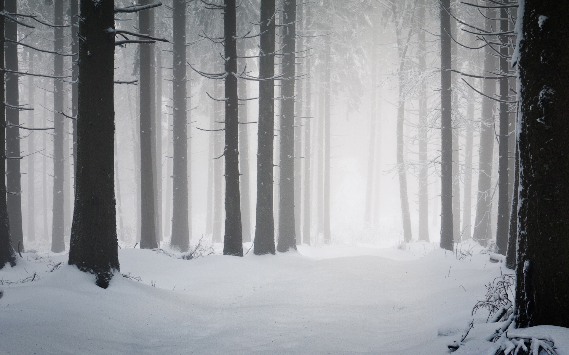 hiver neige brouillard froid gel bois extérieur congelé lumière brouillard ombre nature météo glace