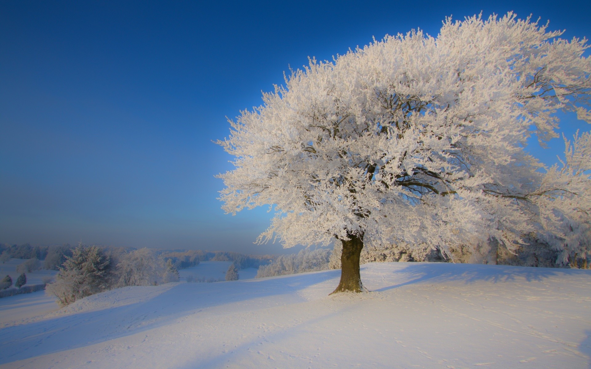 inverno neve frio geada árvore congelado paisagem gelo madeira tempo gelado cênica temporada natureza bom tempo neve-branco céu