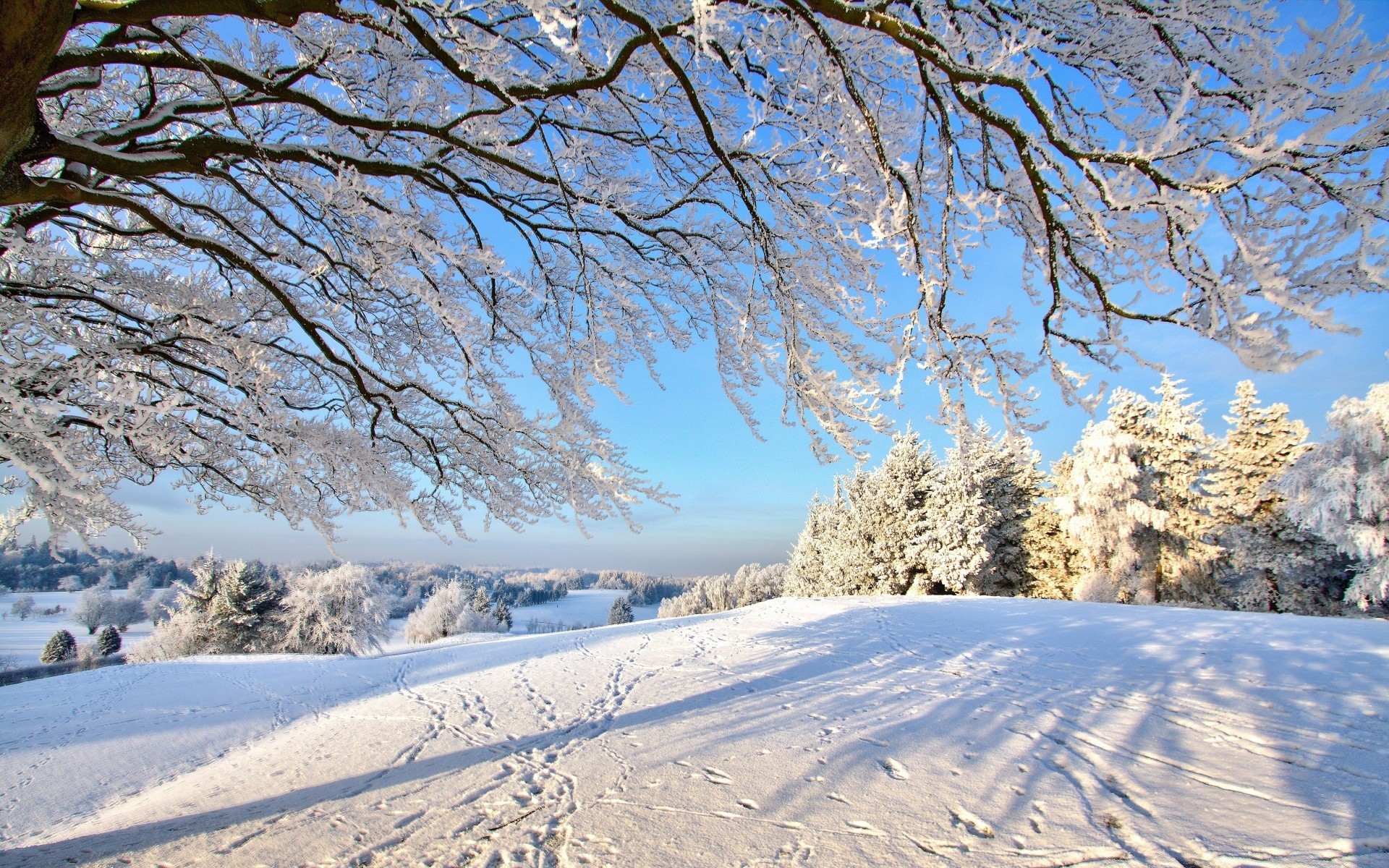 冬天 雪 树 景观 寒冷 冰冻 木材 季节 风景如画 霜冻 天气 冰 树枝 山 好天气 自然 下雪