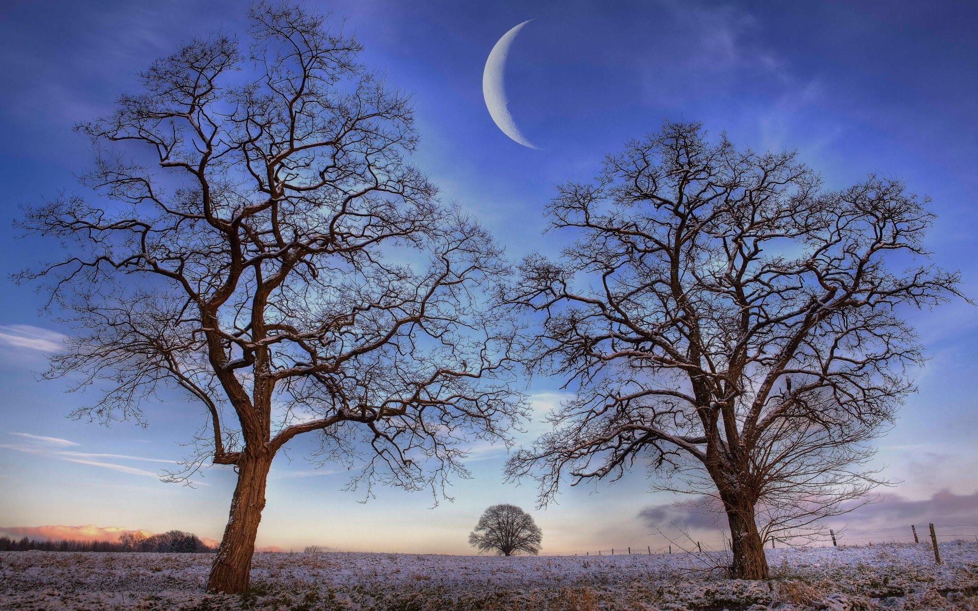 inverno árvore paisagem natureza céu madeira solteiro amanhecer carvalho ao ar livre ramo outono temporada cênica solidão campo