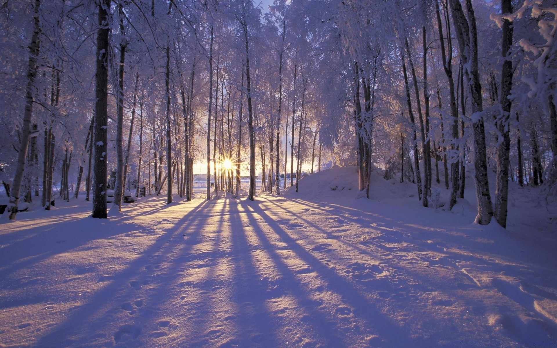 invierno nieve madera escarcha árbol frío paisaje congelado guía amanecer temporada hielo tiempo rama carretera niebla naturaleza buen tiempo escénico