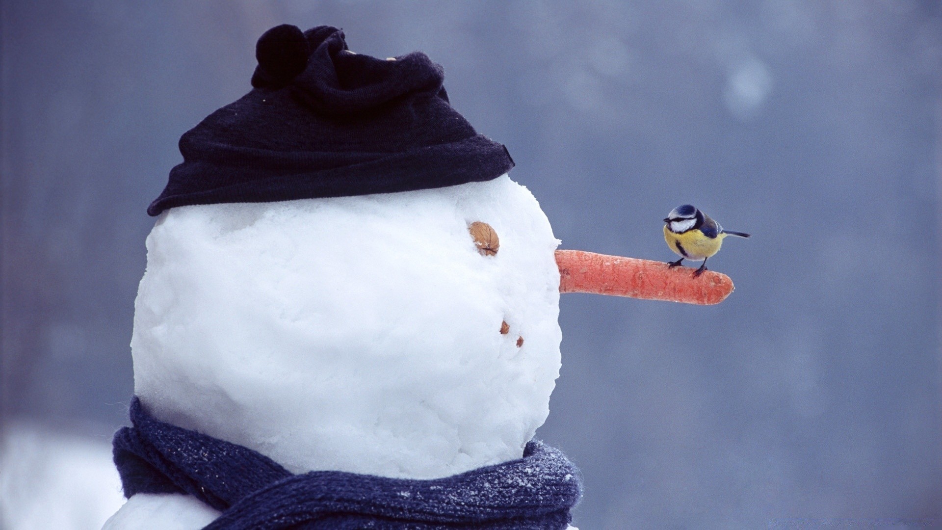 winter schnee kälte ein vogel eis frost im freien tragen gefroren saison stillleben himmel