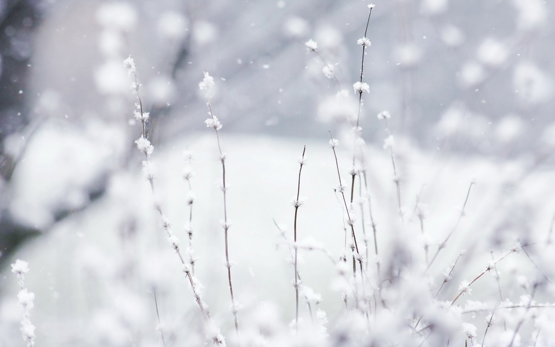 winter snow frost nature cold frozen ice dawn dof dew abstract fair weather blur weather season