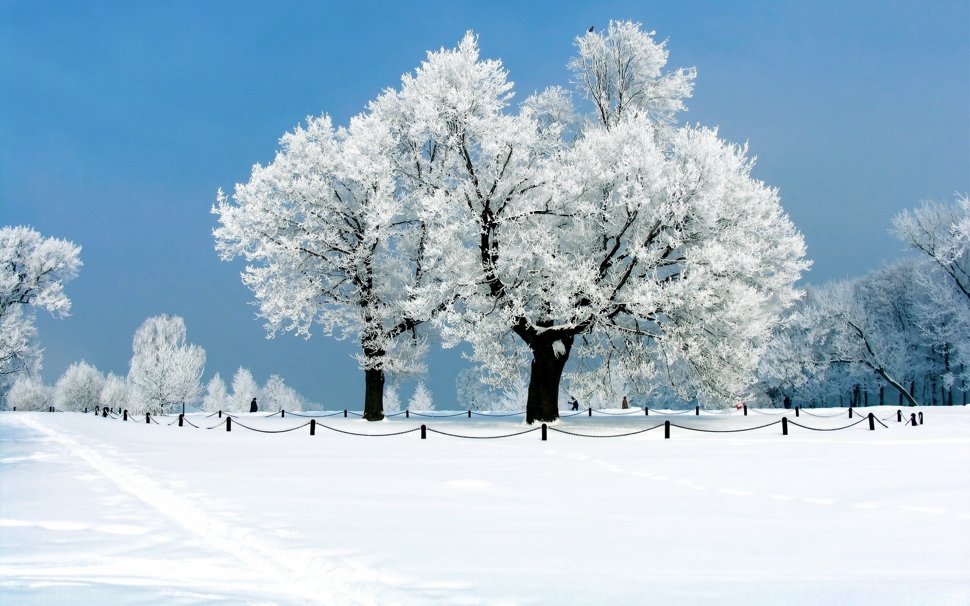 inverno neve freddo gelo albero congelato stagione meteo paesaggio ghiaccio nevoso bufera di neve legno ramo gelido scenico neve-bianco cumulo di neve scena