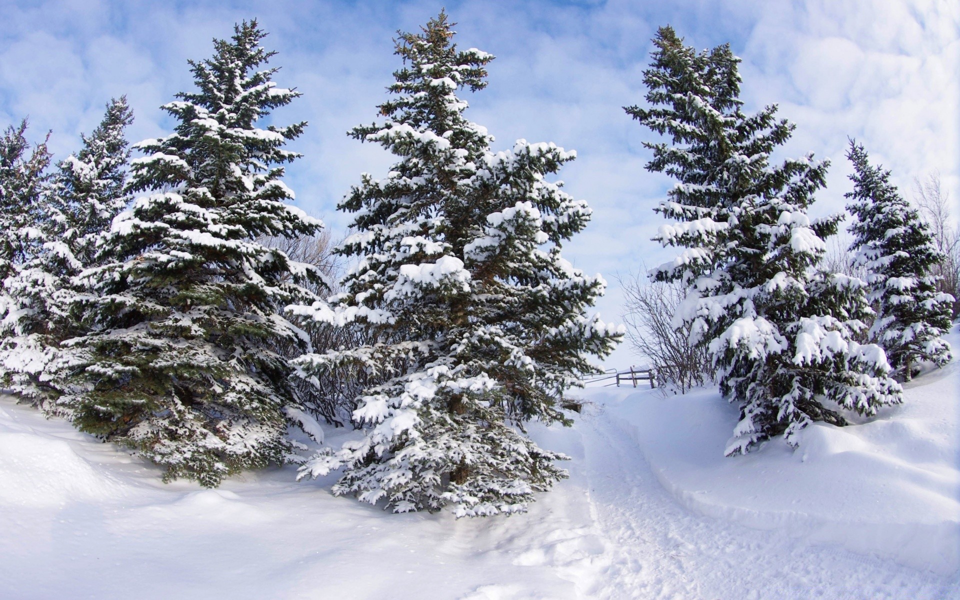 hiver neige gel froid congelé evergreen bois bois sapin paysage saison météo pin glace conifères épinette conifères scénique