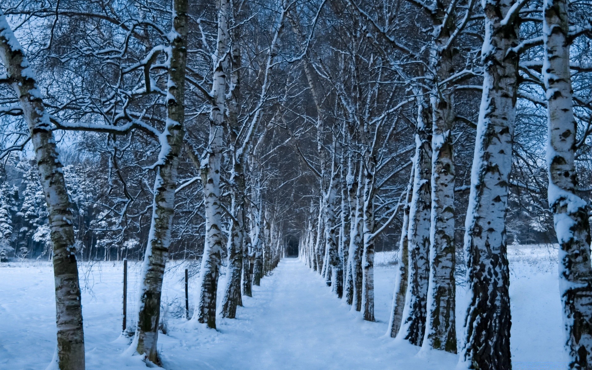 hiver neige froid gel bois congelé saison arbre branche météo paysage glace bouleau scénique scène neige-blanc givré nature parc