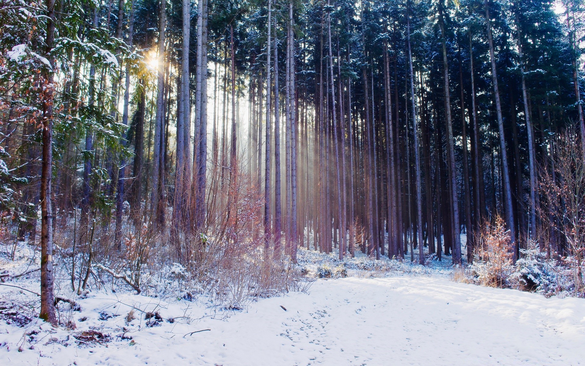 winter snow wood tree frost nature landscape season cold fair weather branch pine frozen bright park outdoors ice scenic snow-white