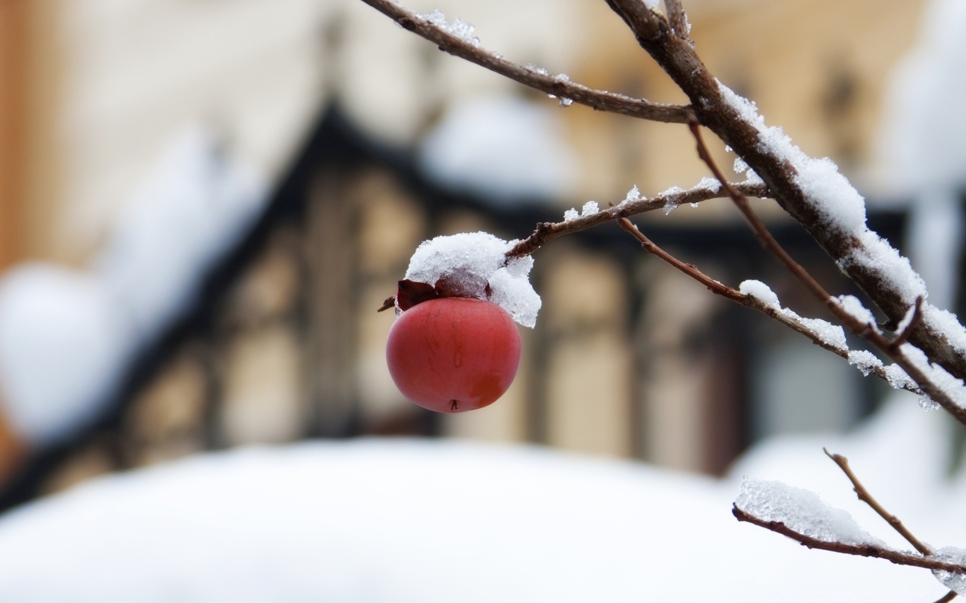 hiver neige flou gel à l extérieur arbre nature glace branche froid noël congelé fruits saison alimentaire automne baie bois lumière