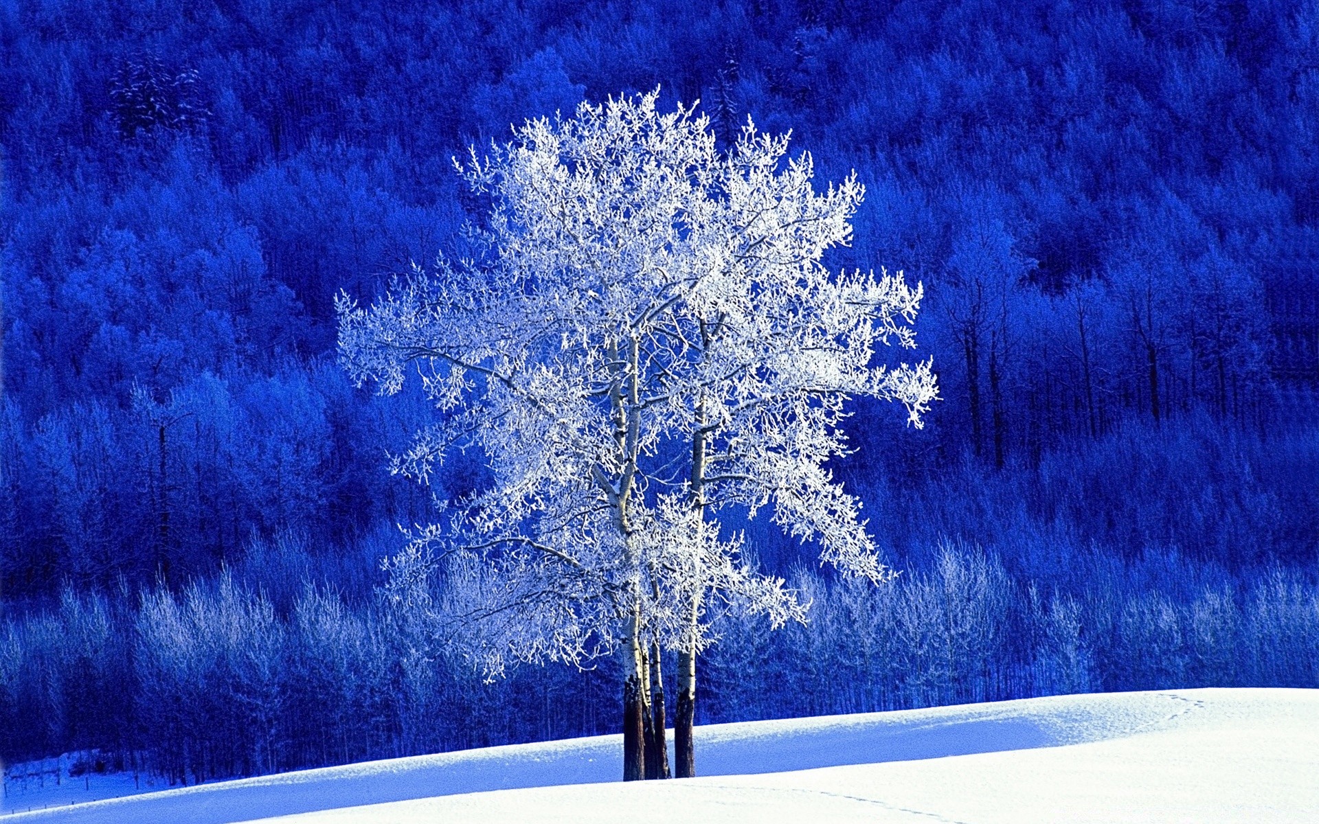 inverno neve gelo freddo natale stagione albero congelato paesaggio desktop ghiaccio natura gelido fiocco di neve legno luce ghiaccio meteo