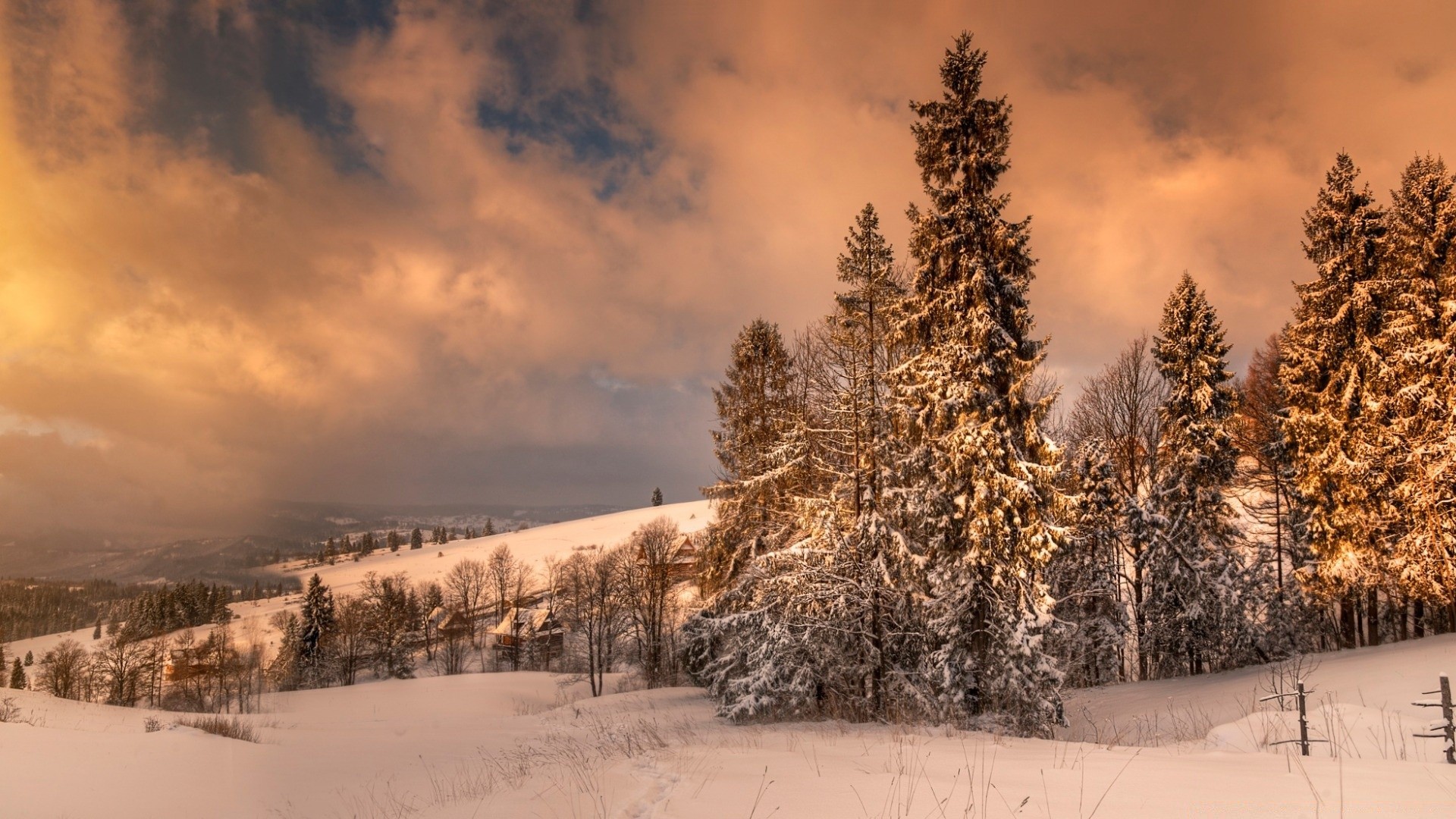 winter snow tree wood frost landscape cold frozen scenic ice weather nature outdoors mountain