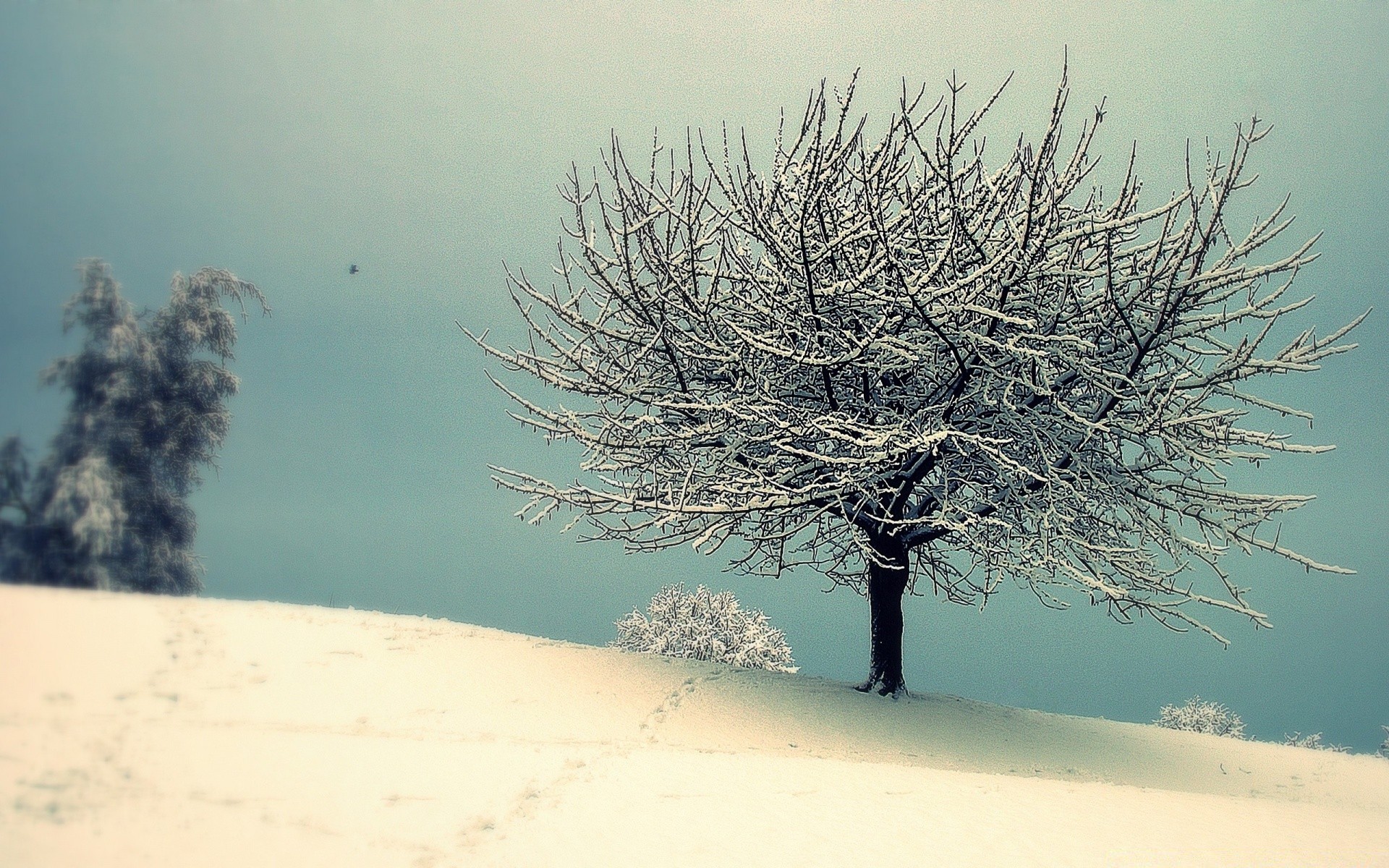 hiver arbre paysage neige nature froid à l extérieur gel ciel brouillard météo beau temps aube