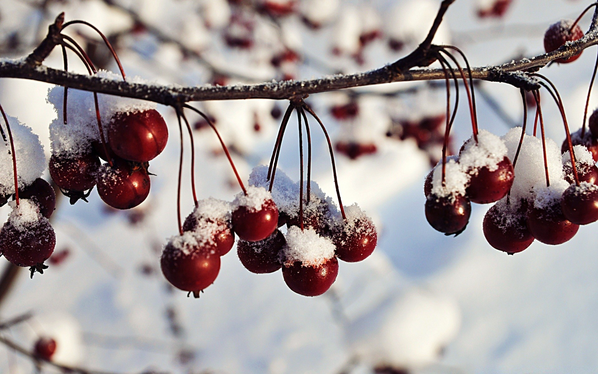 inverno bacca frutta ciliegia natale natura stagione neve ramo cibo succosa foglia autunno gelo delizioso