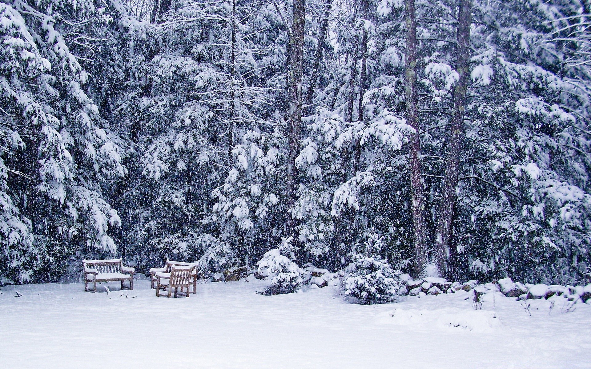 winter snow frost cold frozen wood ice weather season tree snowy landscape frosty snowstorm icy snow-white scene snowdrift scenic