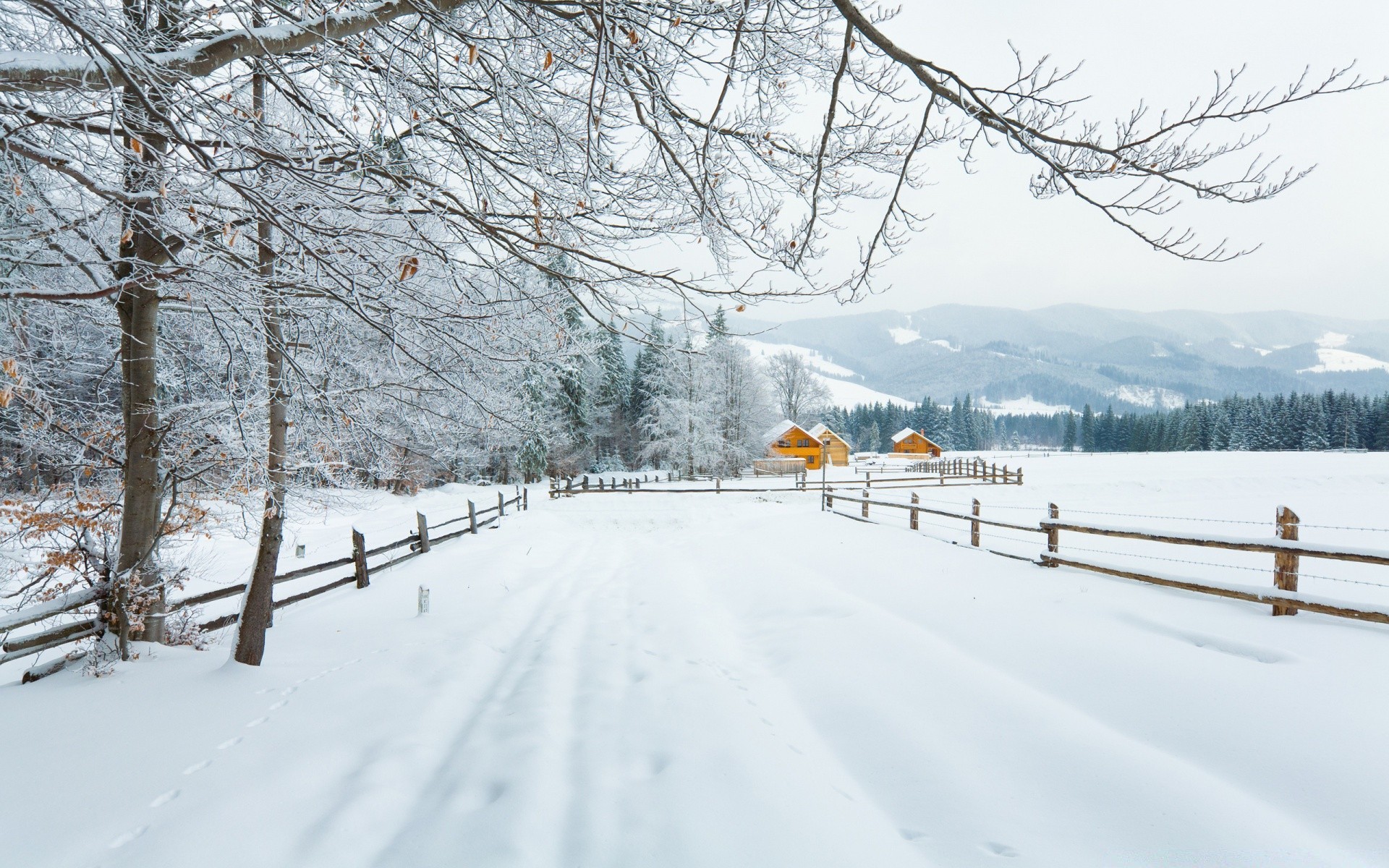 winter snow cold frozen frost tree season weather landscape wood ice snowy scenic snowdrift snowstorm branch frosty track snow-white nature