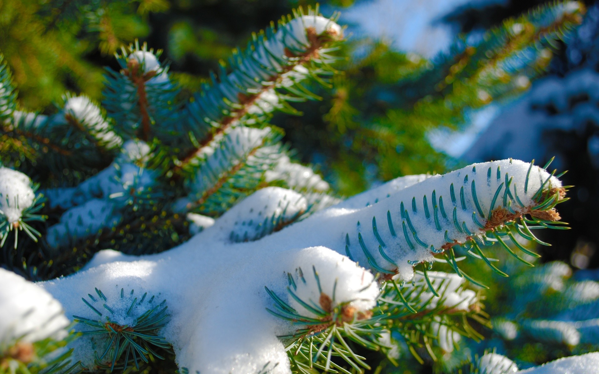 invierno navidad árbol naturaleza decoración color agujas pino abeto al aire libre bajo el agua