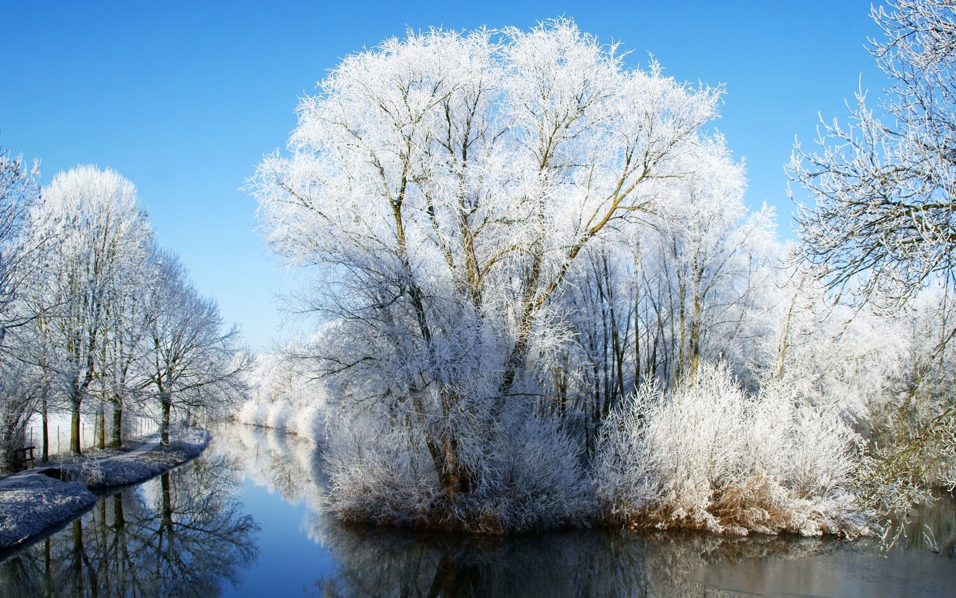 invierno escarcha frío nieve árbol paisaje congelado madera temporada naturaleza tiempo hielo rama buen tiempo escena parque al aire libre escarchado