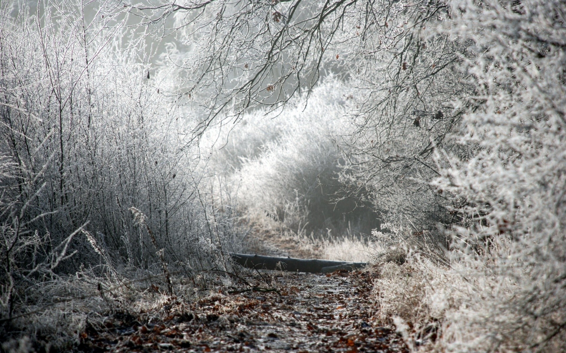 hiver gel neige froid nature arbre météo paysage congelé saison bois extérieur glace brouillard branche parc environnement