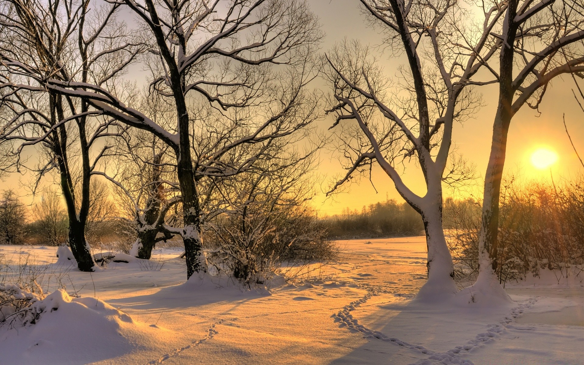 inverno albero paesaggio alba legno neve natura tempo bel tempo stagione ramo freddo parco scenico tramonto autunno nebbia gelo all aperto