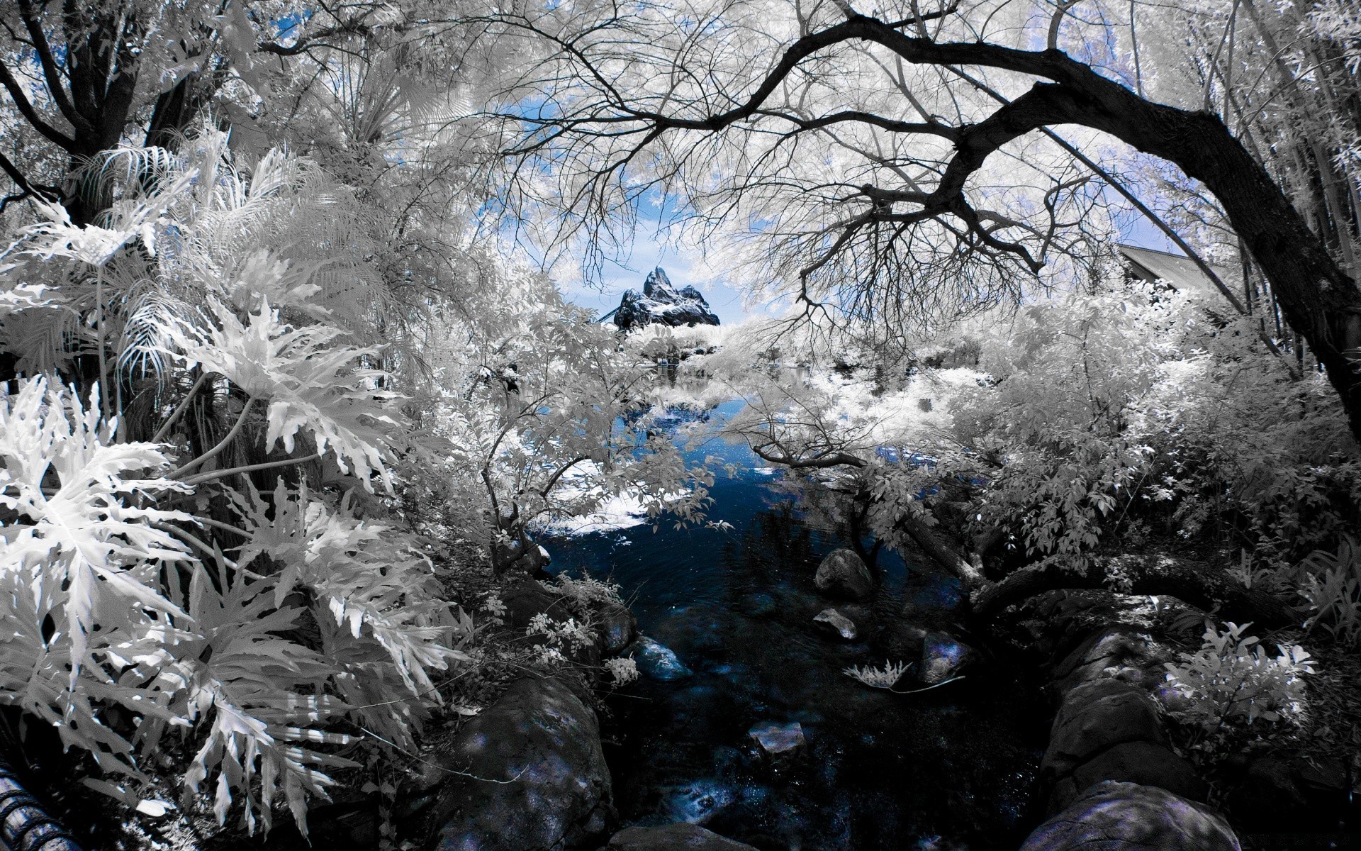 winter frost schnee kälte baum gefroren eis landschaft saison natur holz frostig wetter eisig filiale im freien park