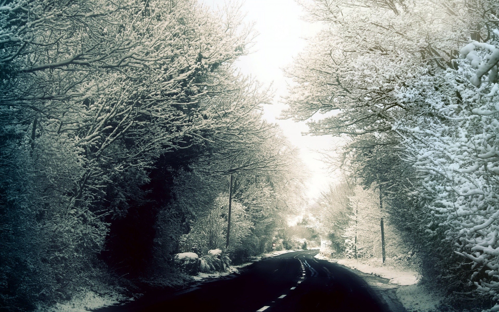 invierno árbol clima niebla paisaje